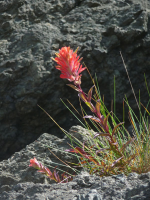 Indian Paint Brush Ruby Beach