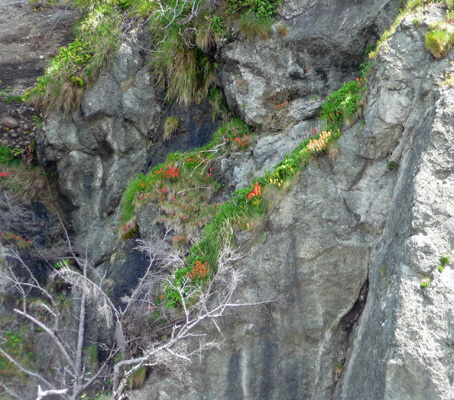 Orange Flower on hillside Ruby Beach