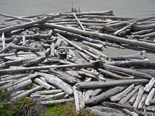 Driftwood pile Kalaloch Beach