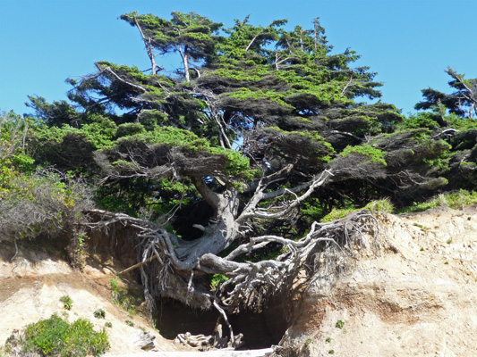 Old Tree hanging on cliffside Kalaloch