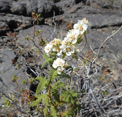 Fern Bush (Chamaebatiaria millefolium)