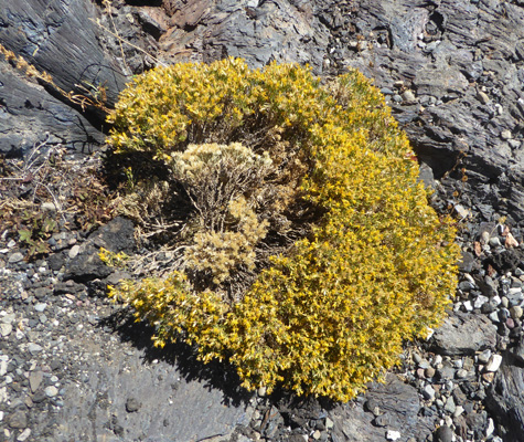 Dwarf Goldenbush (Ericameria nana)