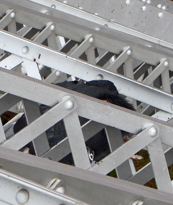 CA condor on Navajo Bridge