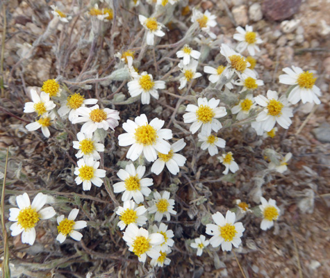 Mojave Desertstar (Monoptilon bellioides) 