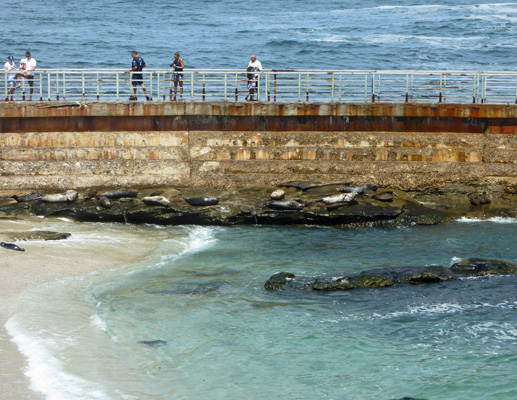 Harbor Seals by breakwater
