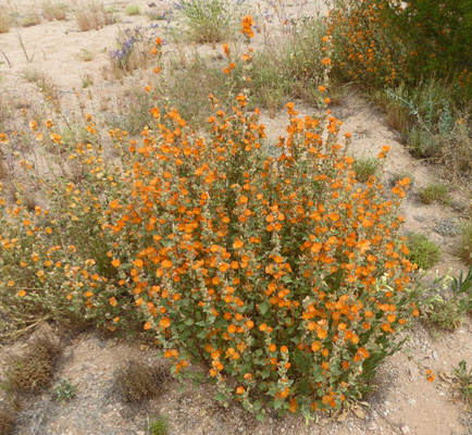 Coulter’s Globe Mallow (Sphaeralcea coulteri)