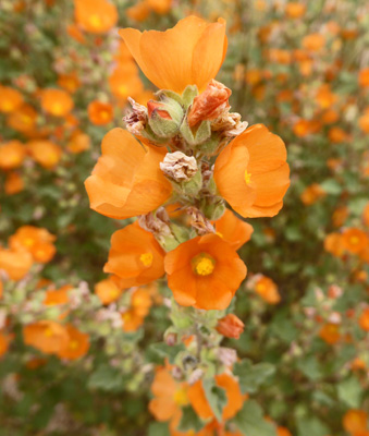Coulter’s Globe Mallow (Sphaeralcea coulteri)