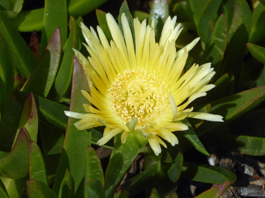 Ice plant flower