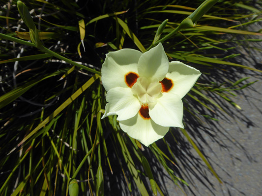 Fortnight Lily (Dietes bicolor)