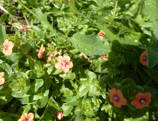 Scarlet Pimpernel (Anagallis arvensis)