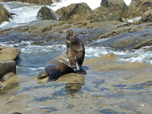 California Sea Lion