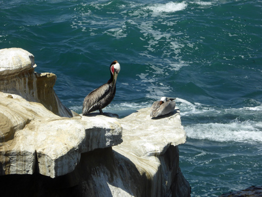 Pelicans La Jolla