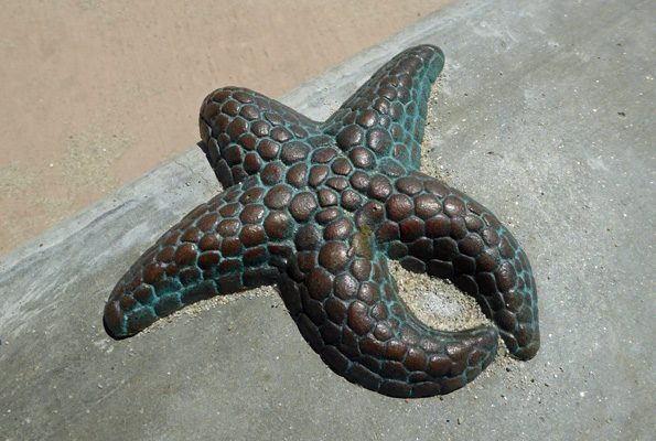 Bronze starfish La Jolla