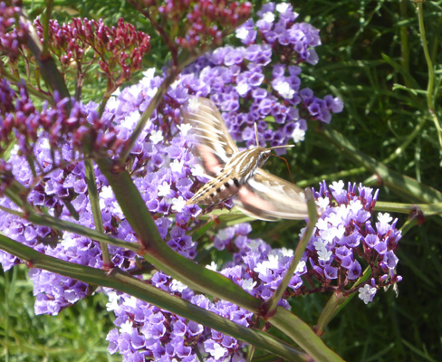 White-lined Sphinx Moth