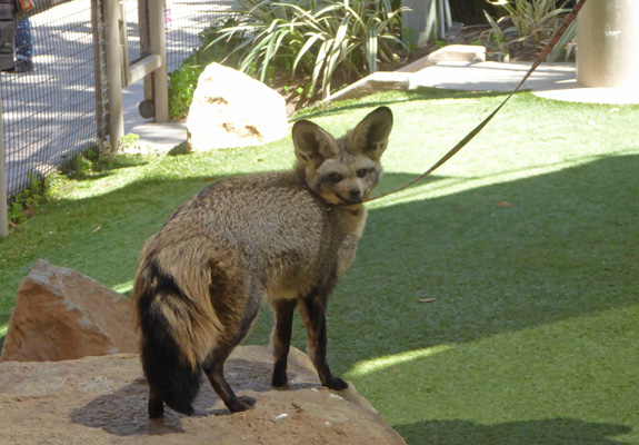 Bat-eared Fox