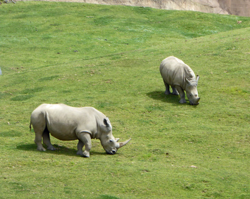 Two Southern White Rhinos