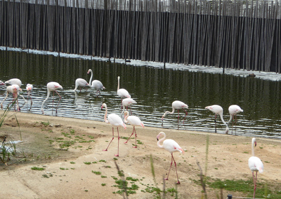 Flamingos