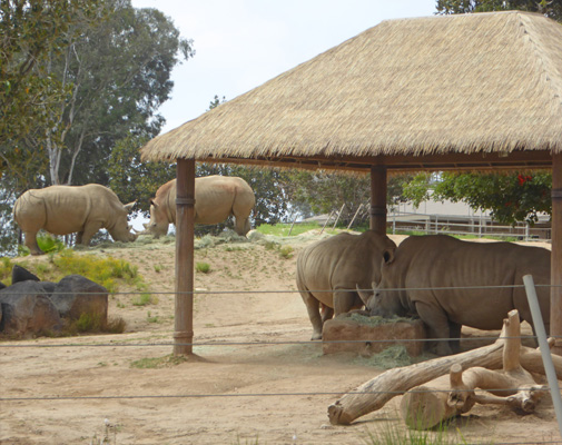 4 southern white rhinos