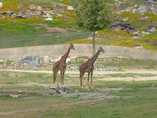 2 Giraffes