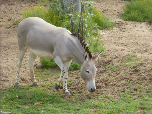 Somali Wild Ass