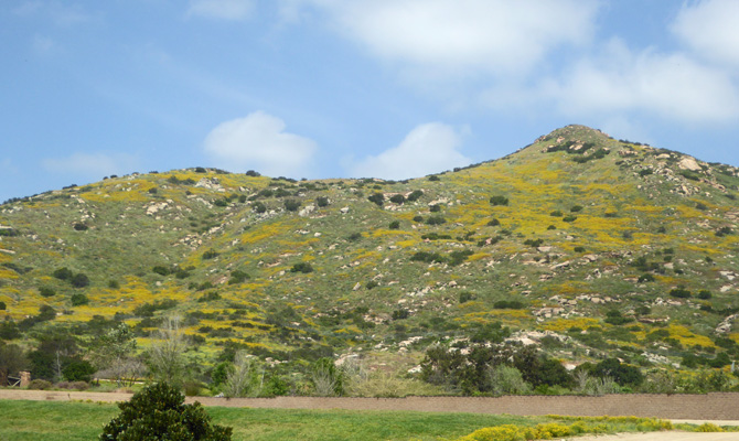 Hillside with yelllow wildlflowers