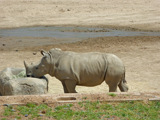 Young southern white rhino