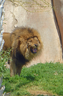 Yawning lion