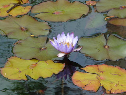 Violet water lily