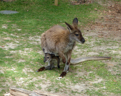 Mother kangaroo with baby in pouch