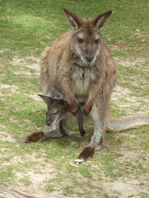 Mother kangaroo with baby in pouch