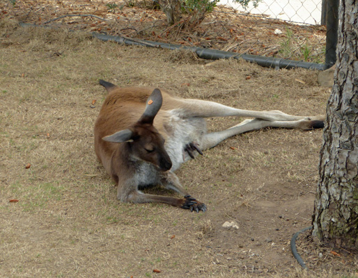 Mother kangaroo with baby in pouch