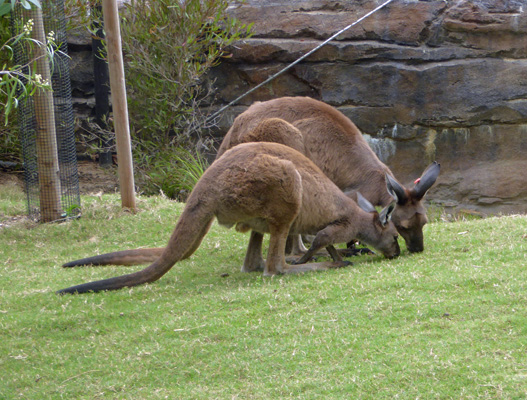 Kangaroos on grass