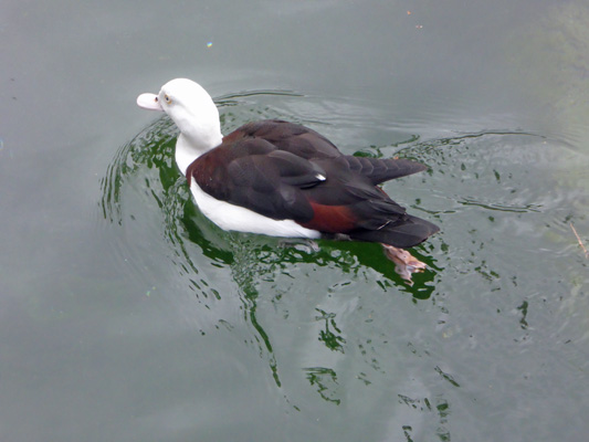 White-headed Shelducks