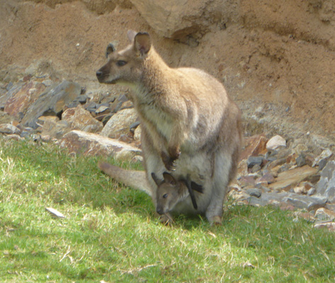 Mother kangaroo with baby