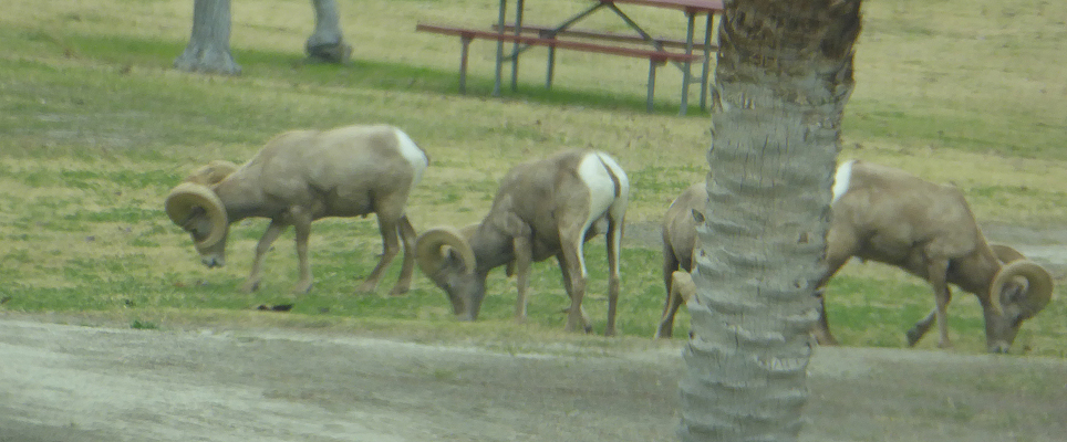 Big horn sheep Lake Cahuilla CA