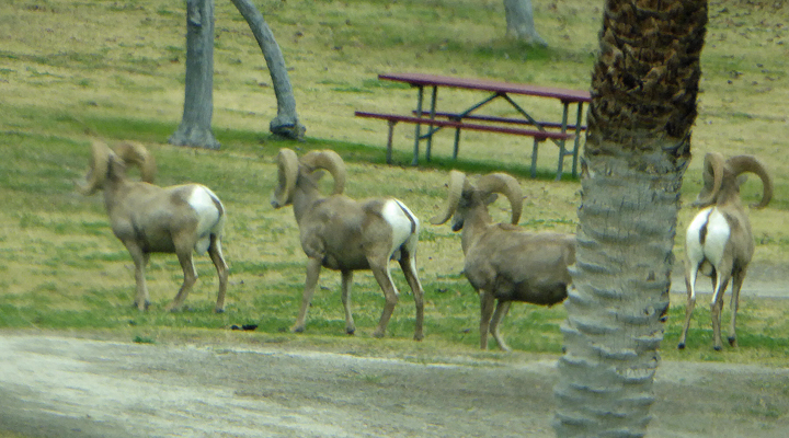 Big horn sheep Lake Cahuilla CA