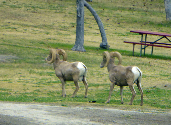 Big horn sheep Lake Cahuilla CA