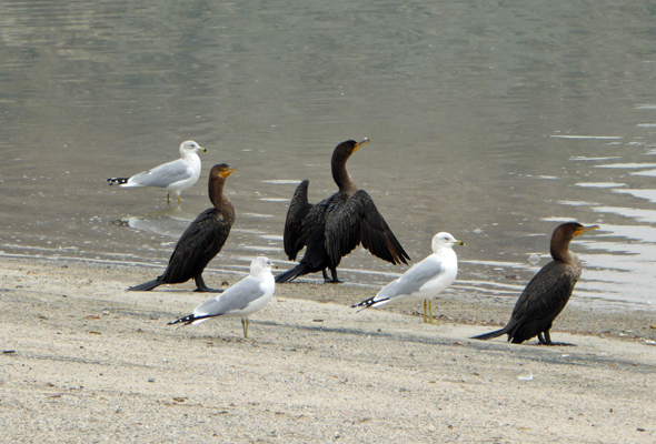Cormorants and gulls Lake Cahuilla