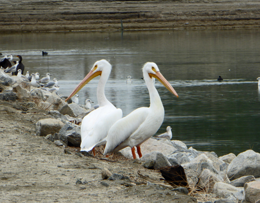 White pelicans Lake Cahuilla