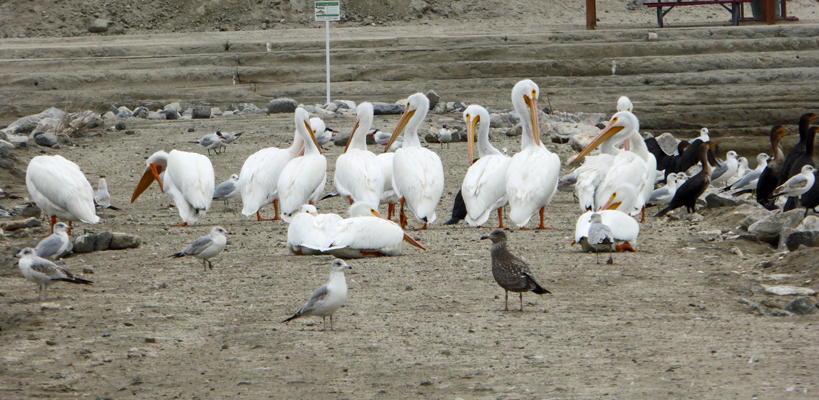 White pelicans Lake Cahuilla