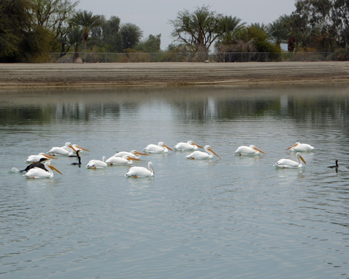 Pelicans Lake Cahuilla