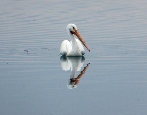 Pelican and reflection