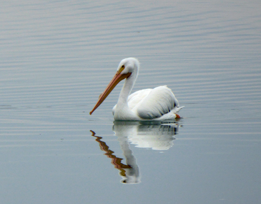 Pelican and reflection