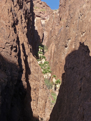 Palms in Palm Canyon Kofa NWR