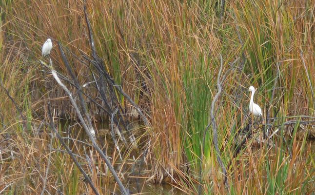 Egrets Mittry Lake NWR