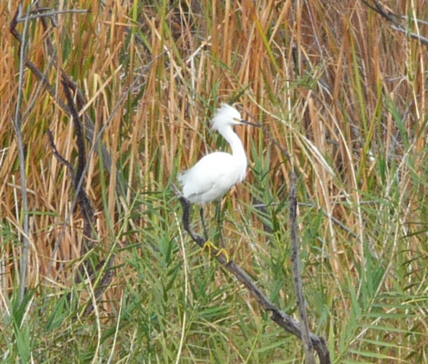 Egret Mittry Lake NWR