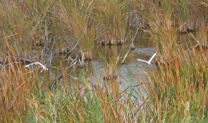 Egrets flying Mittry Lake NWR