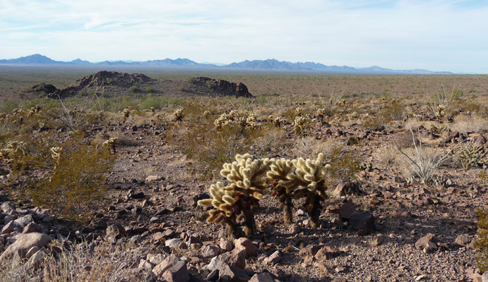 Teddy Bear Cholla Kofa NWR