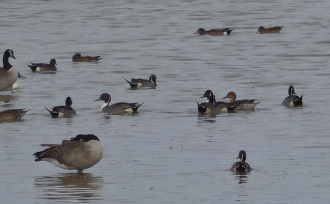 Northern Pintail ducks and Canada Geese