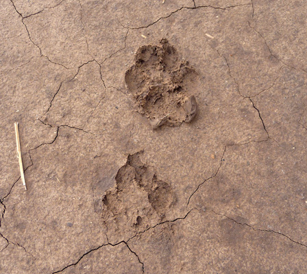 Bobcat track Cibola NWR